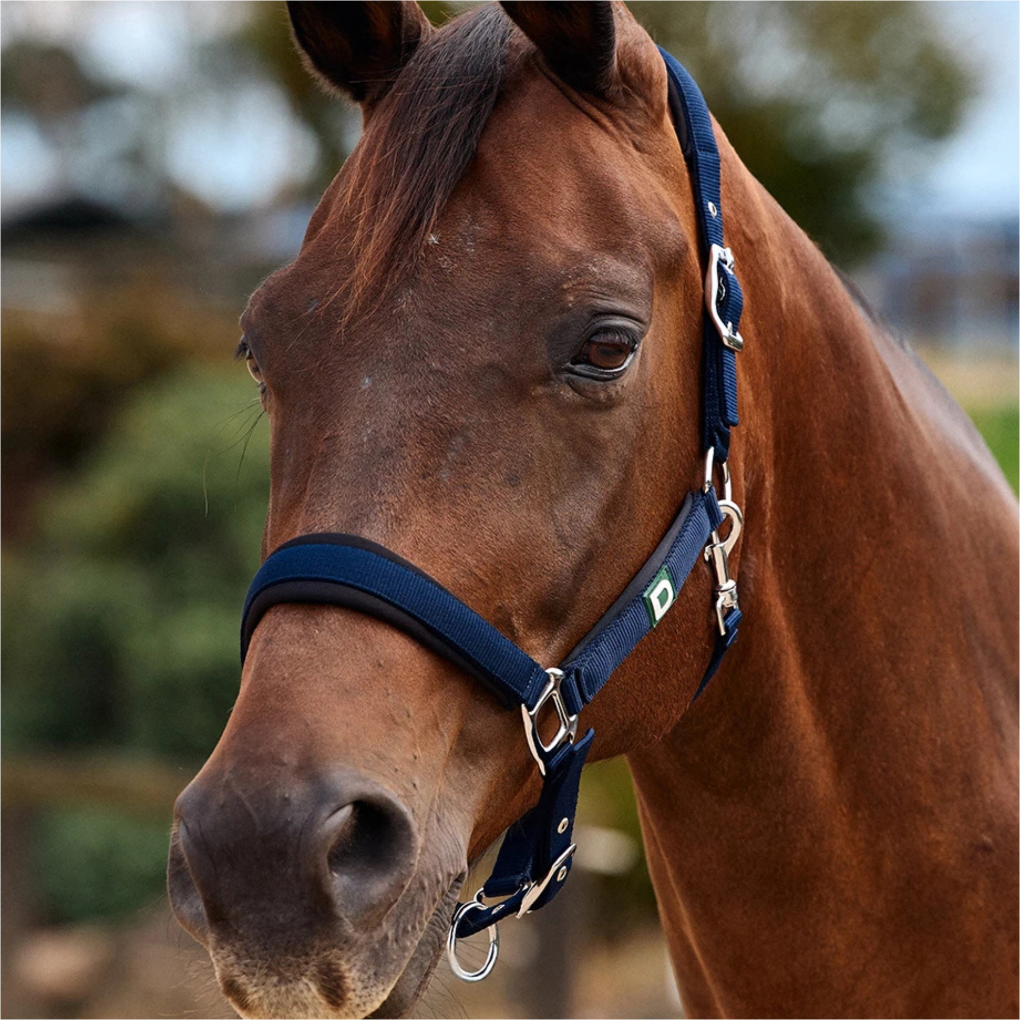 2026 Dublin Neo Comfort Headcollar 1031035 - Navy